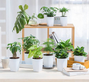 綠植養護的詳細方式？