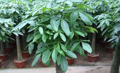 綠植室內最好養的是哪幾種？