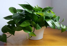 辦公室綠植之綠蘿的養護方法