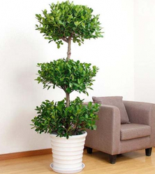 綠植租賃能為消費者帶來哪些服務？